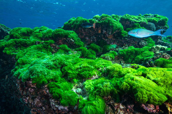 Complete Notes: Algae (NEET Biology)