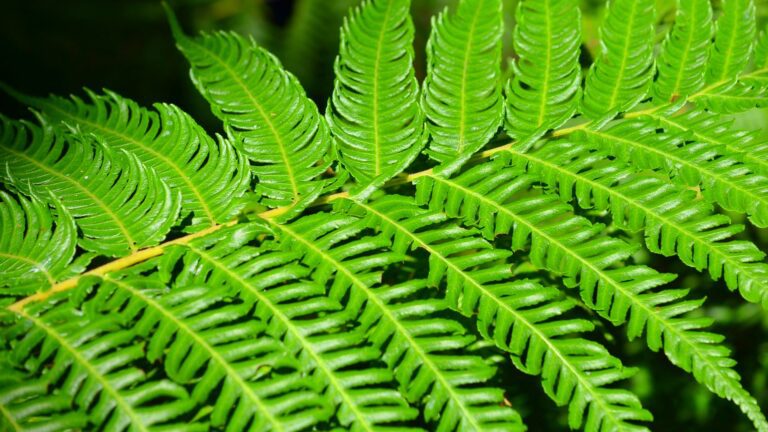 Complete Notes: Pteridophyte (NEET Biology)
