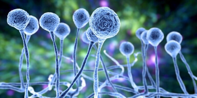 Kingdom Fungi NEET Notes and MCQ